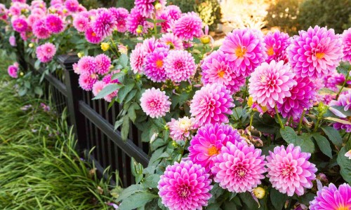 鬼臼毒素酊怎么读-鬼臼毒素酊在哪里购买、鬼臼毒素酊去哪里买 -鬼臼毒素酊效果图片网